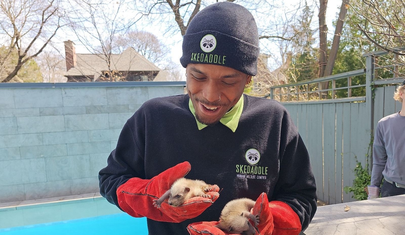A Skedaddle Humane Wildlife Control technician in branded gear holding two newborn baby raccoons in thick red safety gloves.