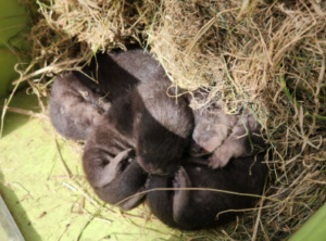 Four baby river otter pups huddled together in a pile of hay inside a green wooden reunion box for safe wildlife relocation.