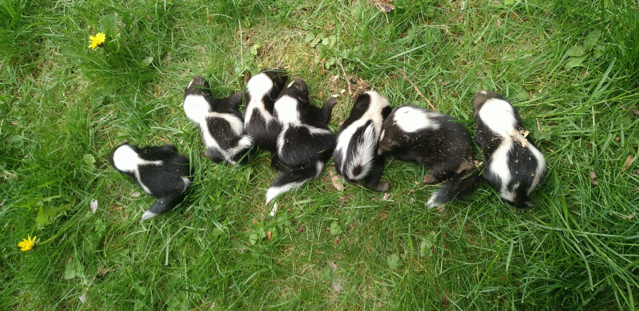 Six baby skunk kits with distinctive black and white fur huddled together on a green lawn during a humane wildlife relocation.