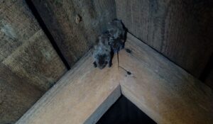 Two small brown bats clinging to the corner of wooden rafters inside a dark residential attic.