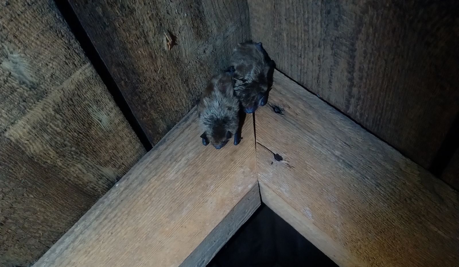 Two small brown bats clinging to the corner of wooden rafters inside a dark residential attic.