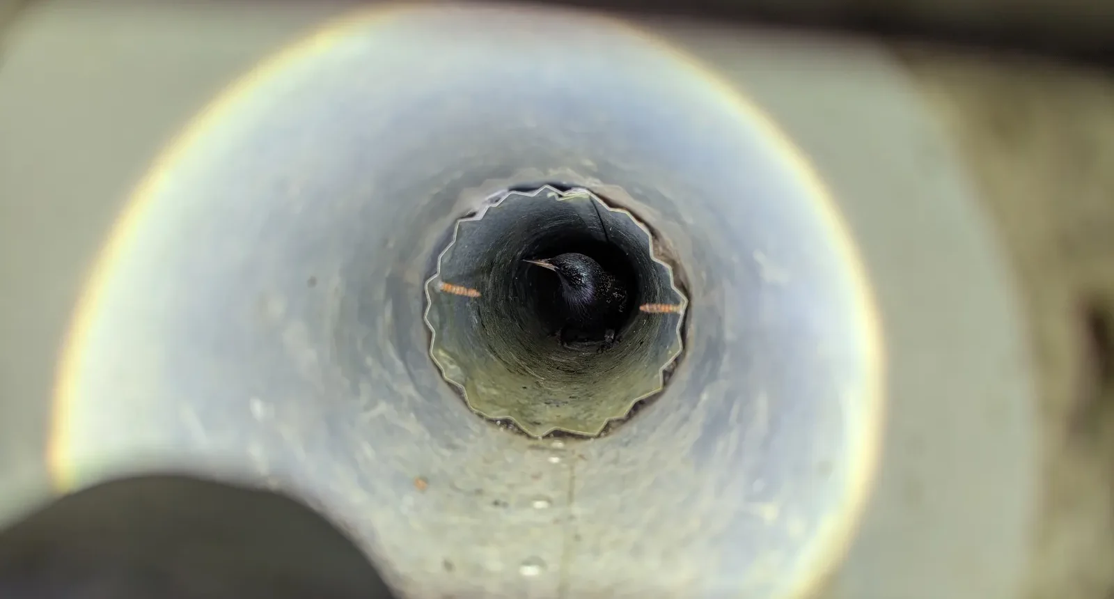 A close-up view looking into a metal ventilation pipe where a small dark bird is nesting deep inside.