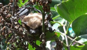 Detailed close-up of a fuzzy brown bat sleeping while clinging to a tree branch surrounded by green leaves and brown foliage.
