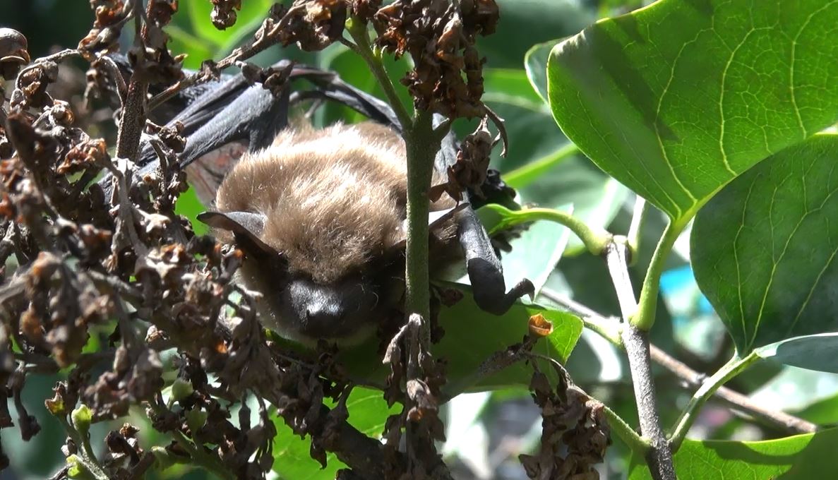Detailed close-up of a fuzzy brown bat sleeping while clinging to a tree branch surrounded by green leaves and brown foliage.