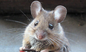 A close-up view of a small brown house mouse with large round ears and long whiskers looking toward the camera.