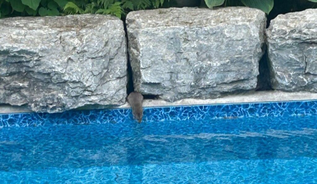 A rat squeezing into a gap between large landscape rocks next to a backyard swimming pool.
