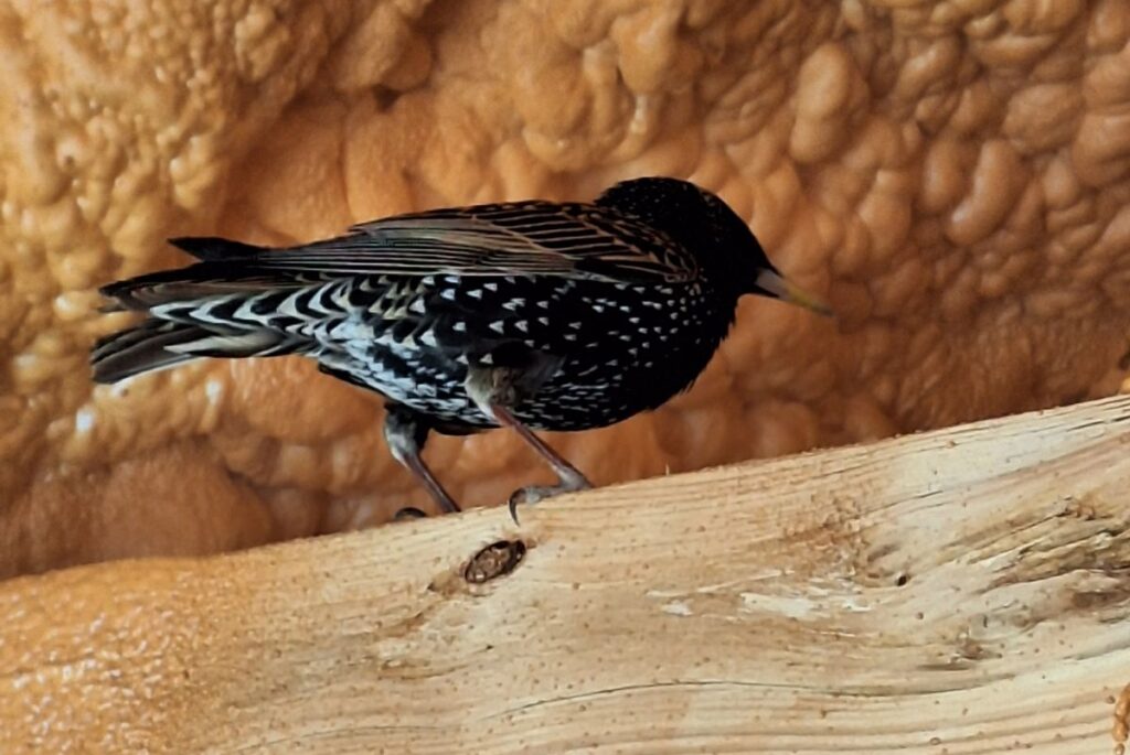 A dark, speckled European Starling perched on a wooden ceiling joist in front of a wall of orange spray foam insulation.