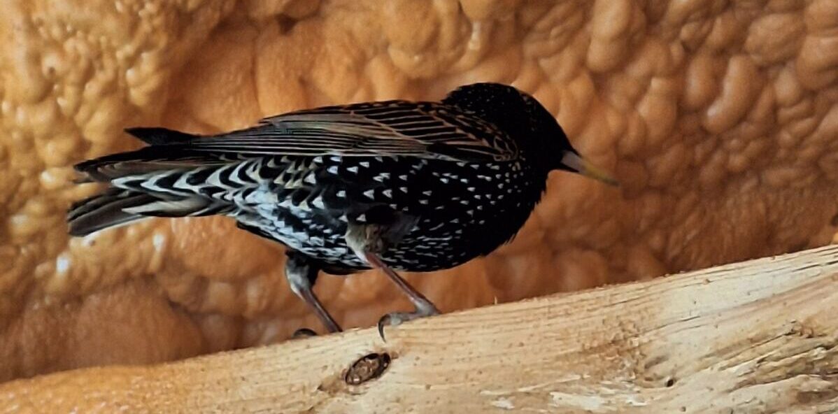 A dark, speckled European Starling perched on a wooden ceiling joist in front of a wall of orange spray foam insulation.