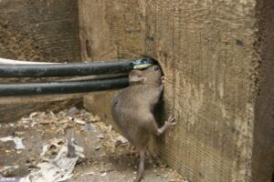 House Mouse Gnawing on Electrical Wiring in Wooden Structure