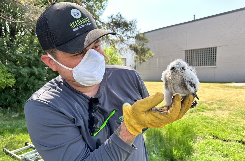 A Skedaddle technician wearing a face mask and yellow safety gloves carefully holding a fluffy baby bird during a humane relocation.