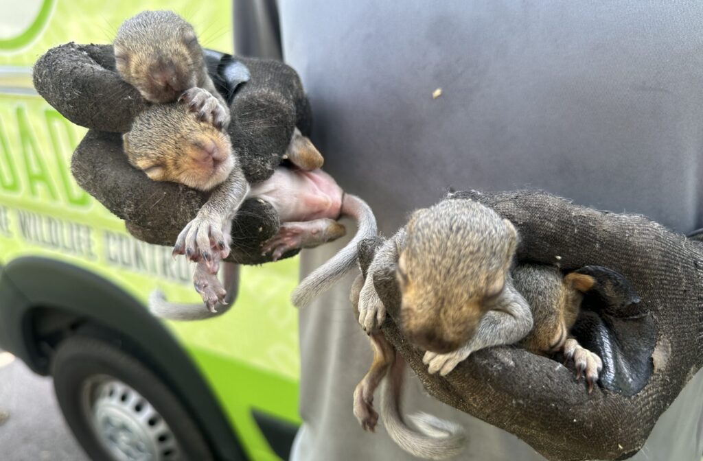 A Skedaddle wildlife technician wearing protective gloves gently holding four sleeping baby squirrels in front of a branded service truck.