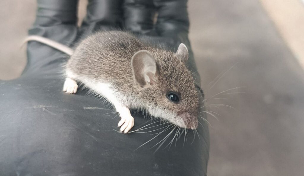 A small field mouse with large ears and white underbelly being held safely by a Skedaddle technician wearing a black protective glove.
