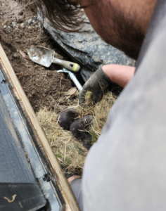 A close-up view of a Skedaddle technician wearing a dark glove carefully handling a nest of baby otter kits among grass bedding and exposed soil.