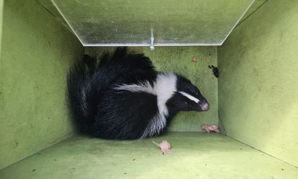 A striped skunk resting inside a green Skedaddle humane wildlife release box with a clear plexiglass top.