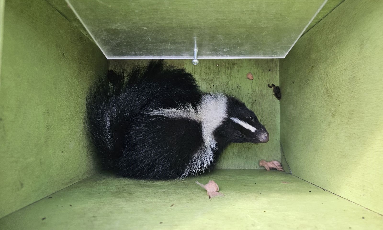 A striped skunk resting inside a green Skedaddle humane wildlife release box with a clear plexiglass top.