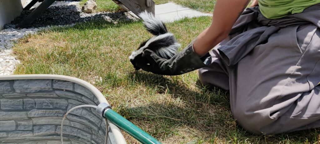 A Skedaddle wildlife technician wearing a heavy protective glove gently holding a small skunk on a grassy lawn near a stone-patterned window well.