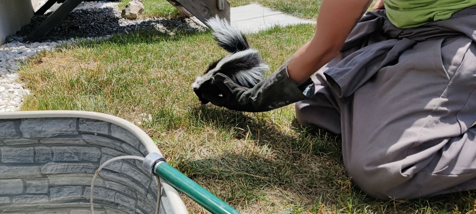 A Skedaddle wildlife technician wearing a heavy protective glove gently holding a small skunk on a grassy lawn near a stone-patterned window well.