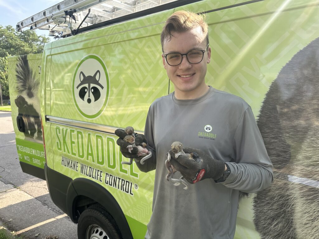 A smiling Skedaddle technician wearing protective gloves gently holding four rescued baby squirrels in front of a branded service van.