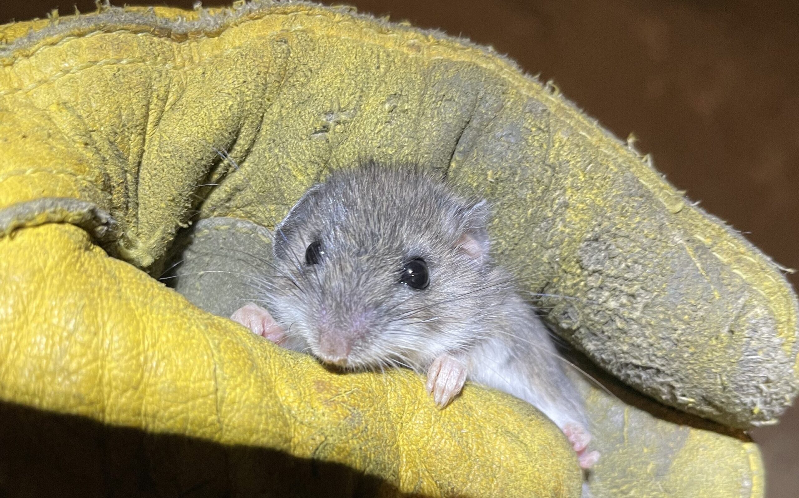 A tiny grey mouse being held gently in the palm of a yellow protective leather work glove during a humane removal.