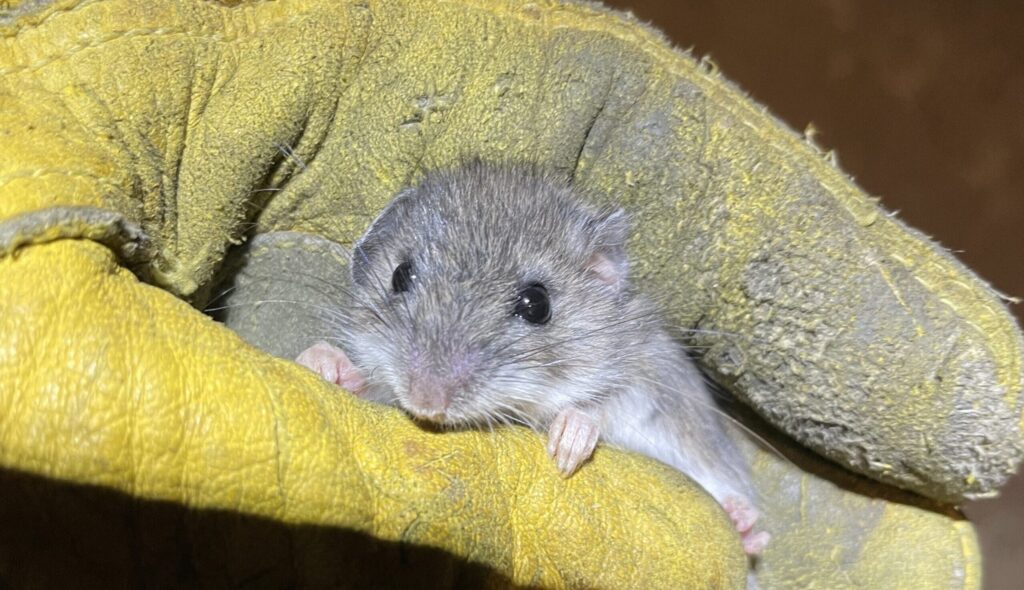 Humane mouse removal handling gloves A tiny grey mouse being held gently in the palm of a yellow protective leather work glove during a humane removal.
