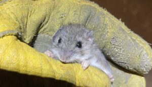 A tiny grey mouse being held gently in the palm of a yellow protective leather work glove during a humane removal.