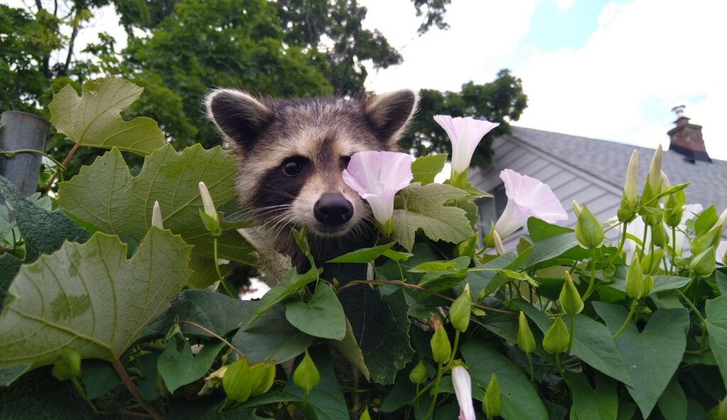 A young raccoon peeking through green vine leaves and pink morning glory flowers on a garden fence near a residential house.