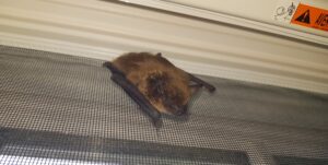 A close-up of a small brown bat with dark wings clinging to a fine mesh window screen inside a window frame.