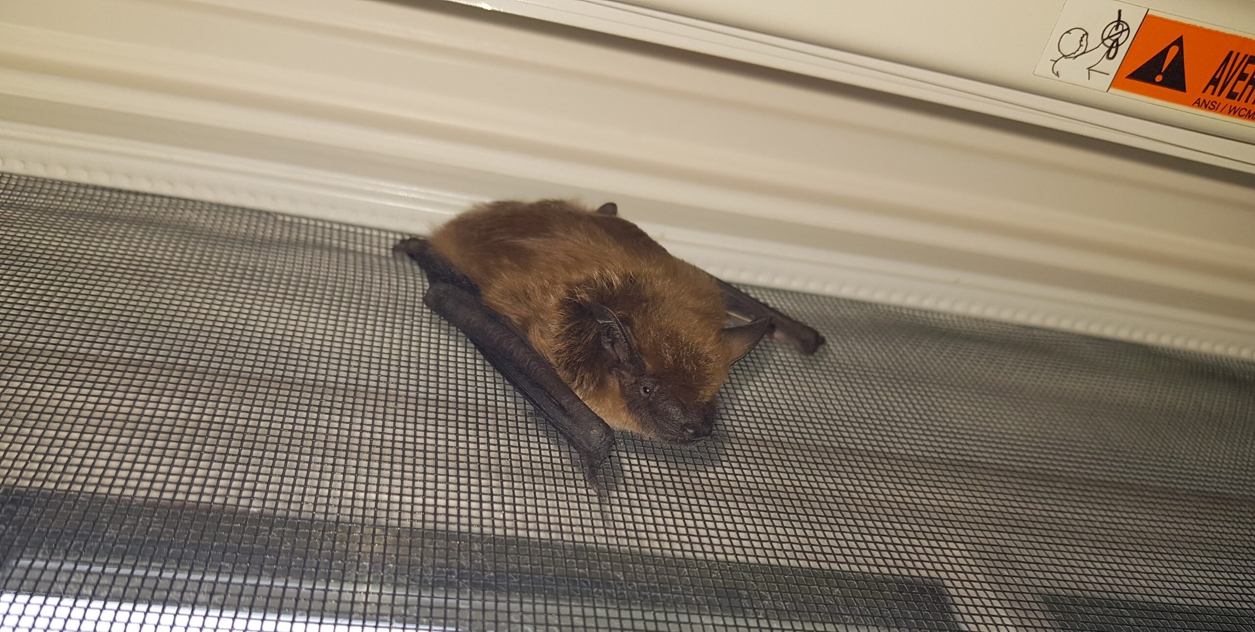 A close-up of a small brown bat with dark wings clinging to a fine mesh window screen inside a window frame.