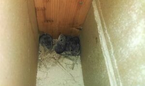 Three small grey mice huddled together at the bottom of a narrow wooden wall stud cavity filled with nesting debris.