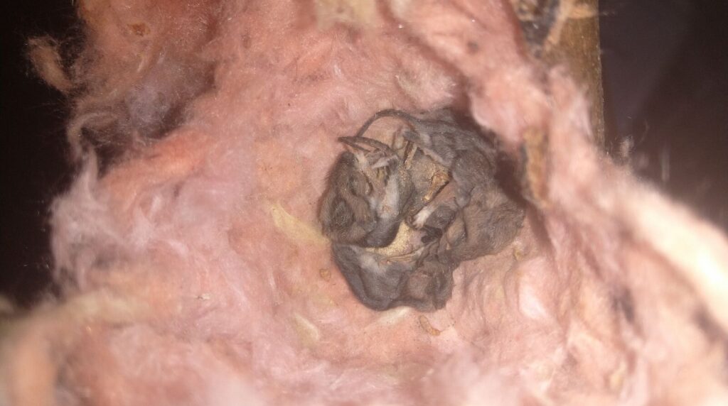 A cluster of small grey mice nesting inside a tunnel burrowed into pink fiberglass attic insulation.