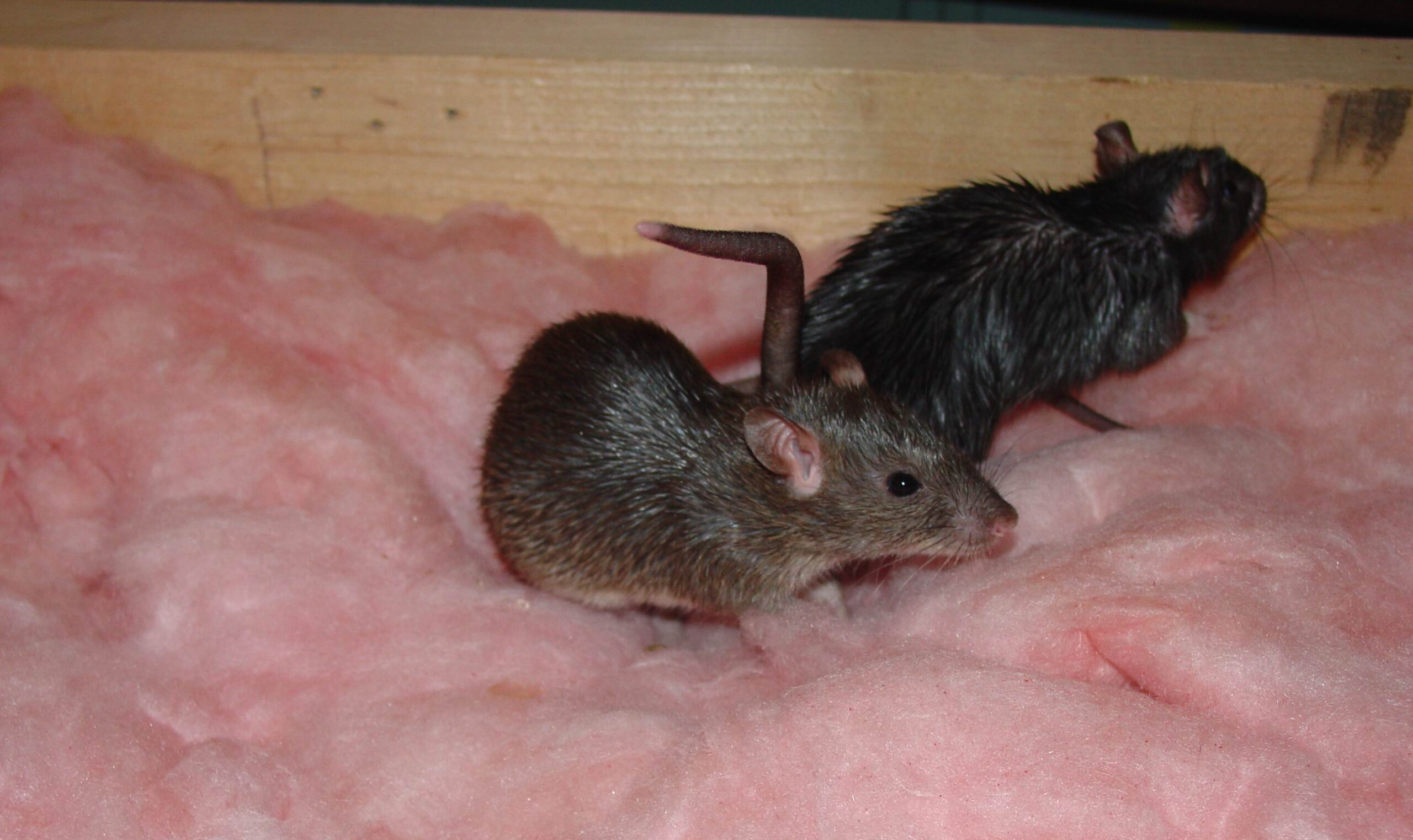 Two wild mice sitting on top of pink fiberglass attic insulation near a wooden beam.