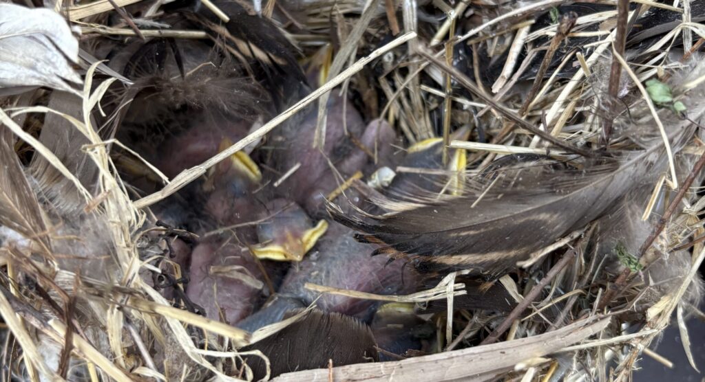 Top-down view of several pink, featherless hatchlings with closed eyes and yellow beaks huddled in a nest of straw and large feathers.