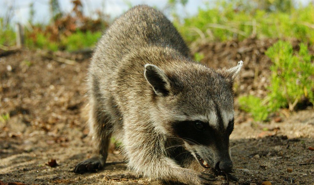 North American Raccoon Foraging on Ground
