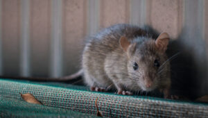 A close-up, detailed shot of a brown rat with large ears and black eyes perched on a green mesh surface against a metal wall.