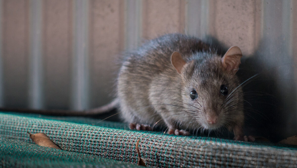 A close-up, detailed shot of a brown rat with large ears and black eyes perched on a green mesh surface against a metal wall.