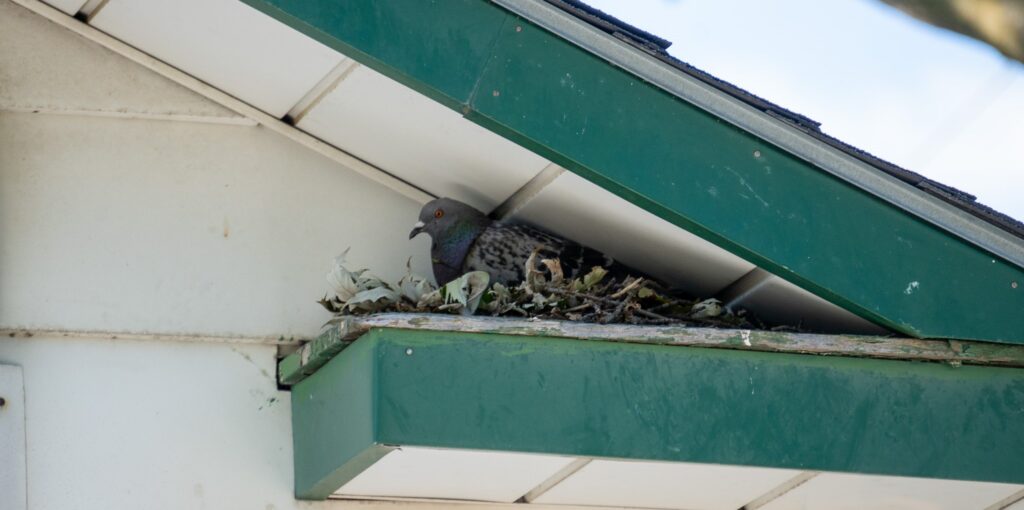 A pigeon sitting in a nest made of twigs and leaves tucked under the green wooden eaves of a residential house.