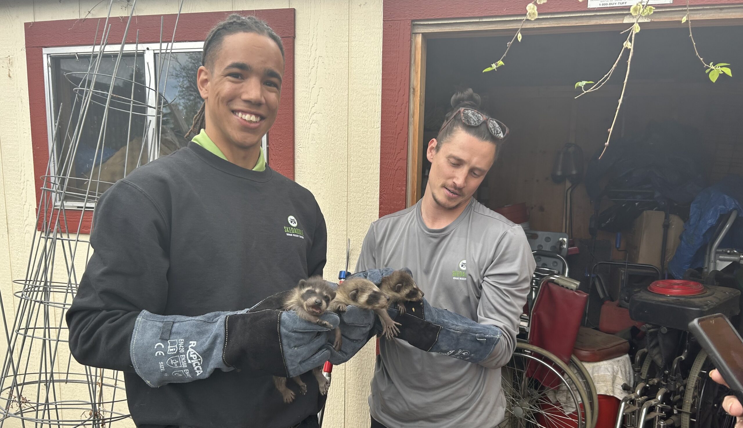 Two Skedaddle wildlife technicians wearing protective gloves and branded gear safely holding three baby raccoons during a humane removal process.