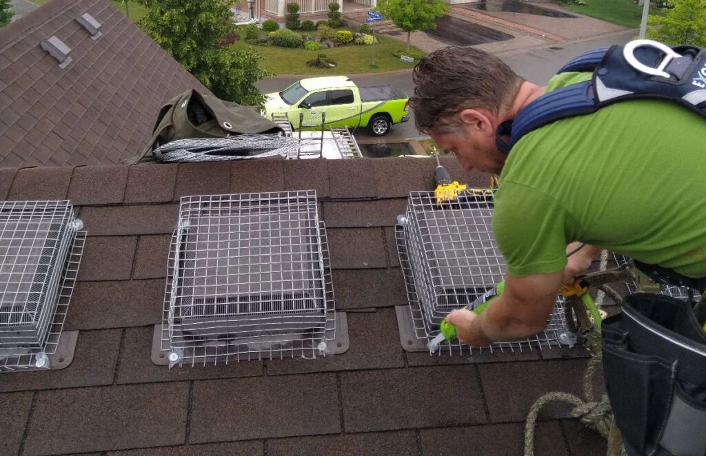A wildlife technician in a safety harness installs heavy-duty wire mesh screens over roof vents on a residential shingle roof.