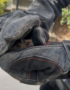A close-up of a small brown bat nestled safely inside a thick, protective leather wildlife handling glove worn by a technician.