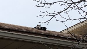 A raccoon peeking out from a damaged roof vent on a residential house during the day.