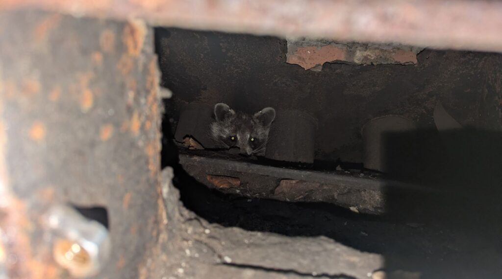 A close-up view through a small, jagged hole in a rusted metal structure, revealing the eyes of a raccoon staring back from the darkness.