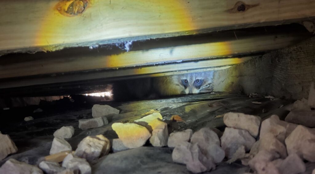 A flashlight illuminates a raccoon hiding deep within a dark, narrow gap between wooden floor joists and a gravel crawlspace.