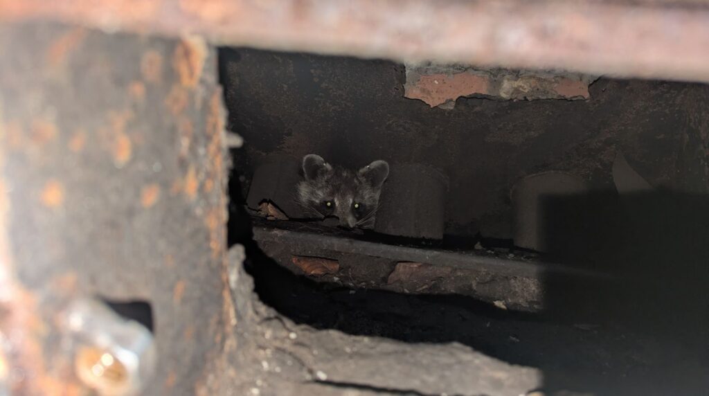A raccoon's face with glowing eyes peering out from a dark, narrow opening beneath a rusty metal structure or stone foundation.