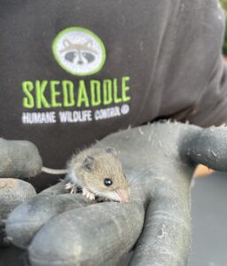 A raccoon peeking its head out of a large, jagged hole it chewed through asphalt roof shingles and plywood.