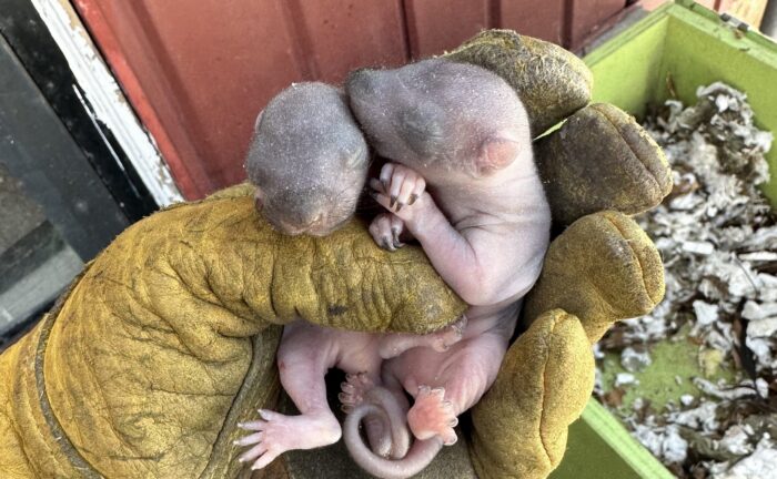 Two hairless, pink newborn baby squirrels with closed eyes resting safely in the palm of a heavy yellow leather work glove.