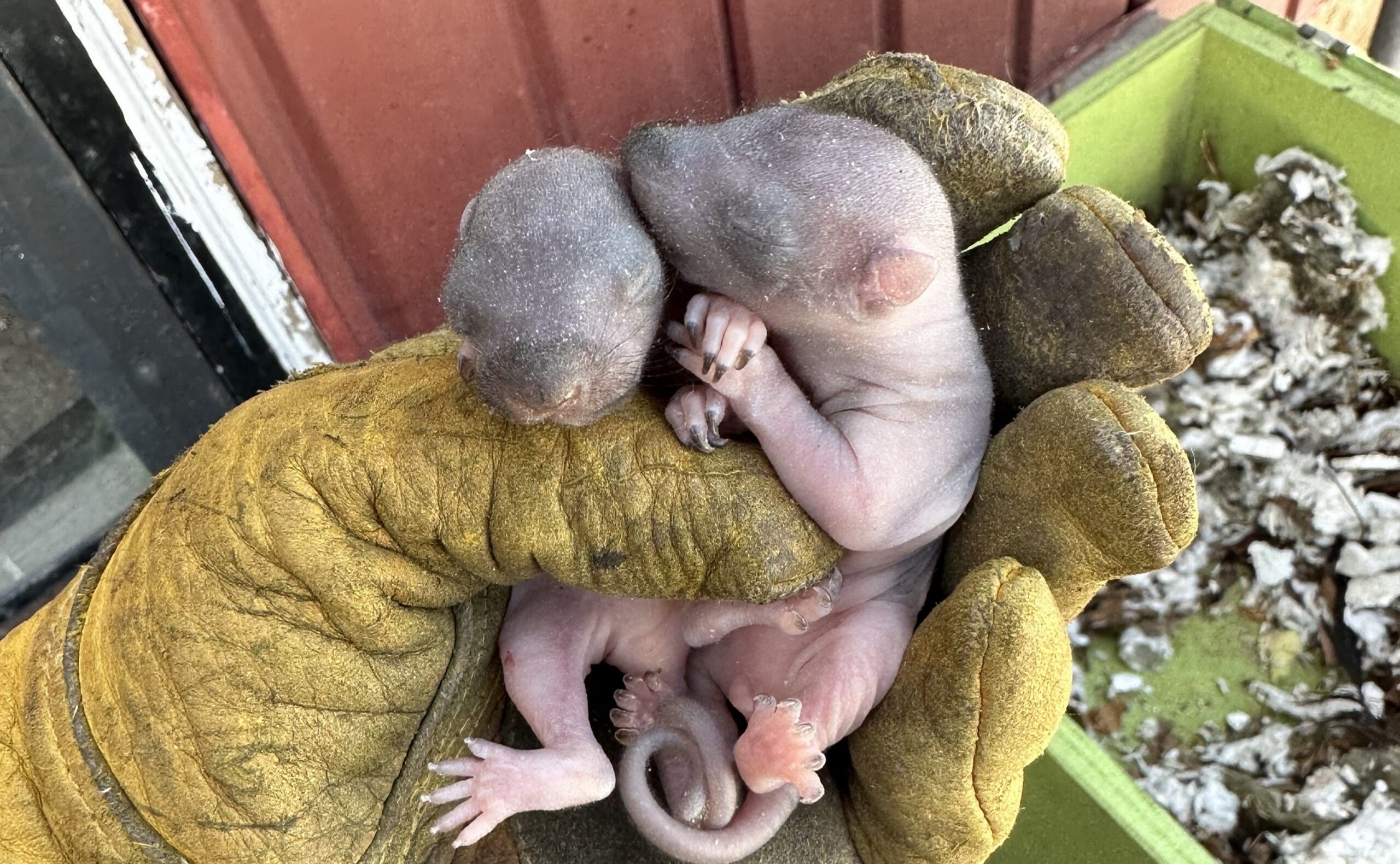 Two hairless, pink newborn baby squirrels with closed eyes resting safely in the palm of a heavy yellow leather work glove.