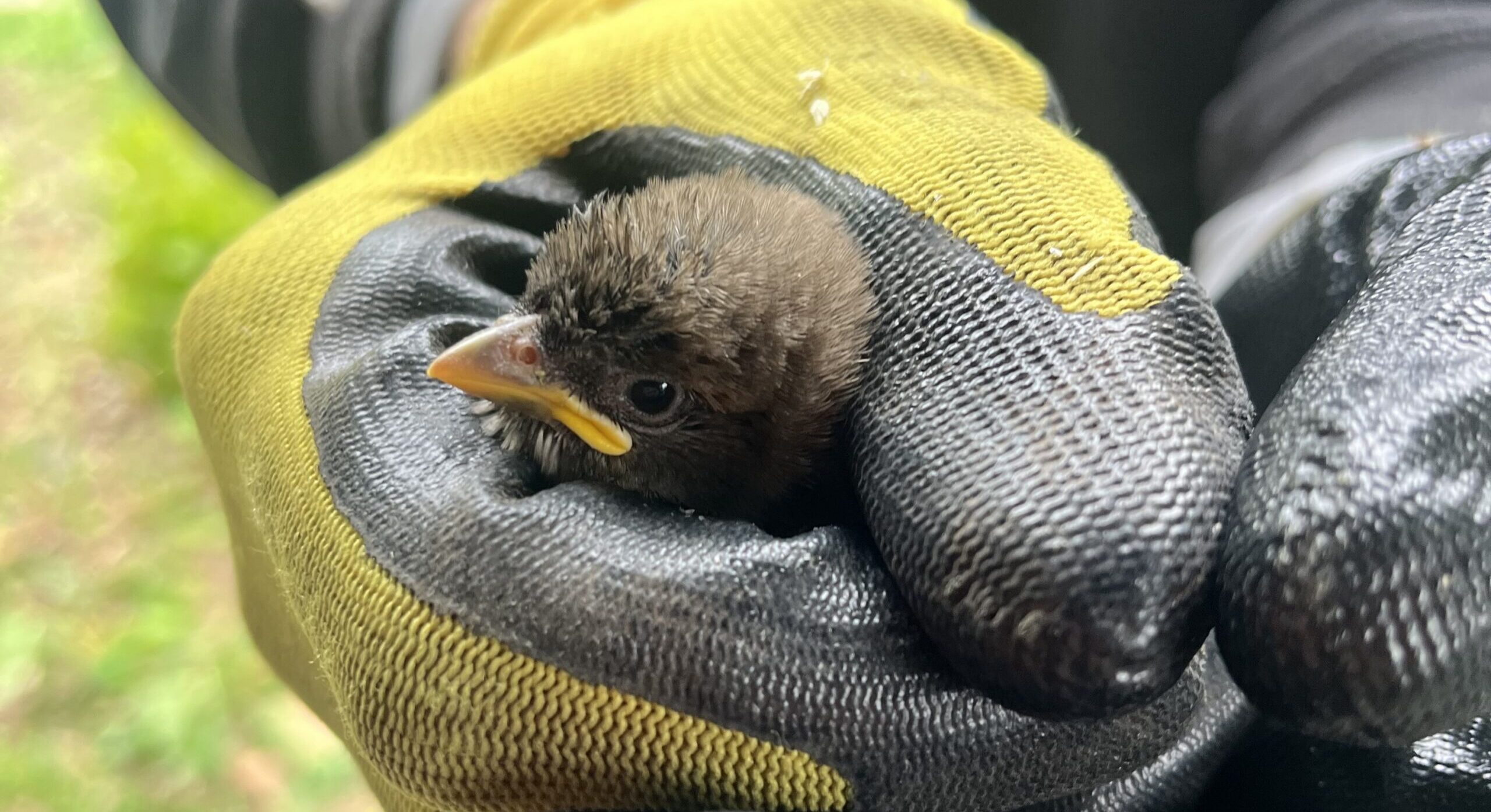 A close-up view of a tiny, fluffy baby fledgling being gently held in a pair of gloved hands during a wildlife control intervention.