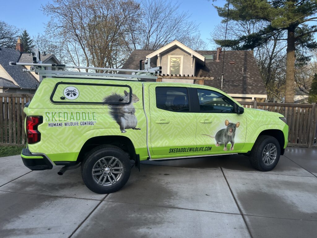 A bright lime green Skedaddle service truck parked in a driveway, featuring graphics of a squirrel and a rat with the company logo and website.