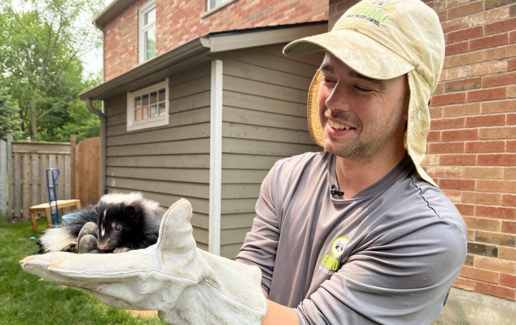 Skedaddle Technician Humane Baby Skunk Removal A Skedaddle wildlife technician wearing a branded hat and grey shirt holds a small baby skunk in his gloved hands during a humane animal removal process.