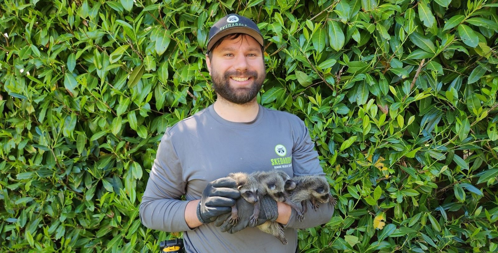 A smiling wildlife technician wearing a Skedaddle Humane Wildlife Control shirt and hat, safely holding three small baby raccoons in gloved hands against a backdrop of green leafy bushes.
